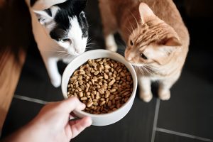 Nutrição Felina: Como Escolher a Melhor Alimentação para seu Gato