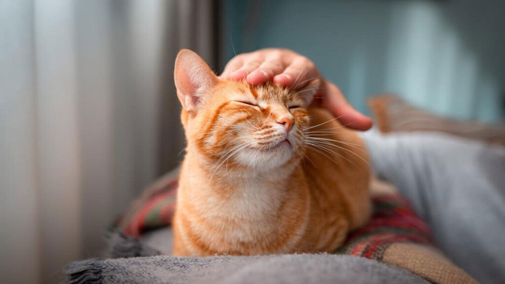 Vacinação em Gatos: Guia Completo para Tutores