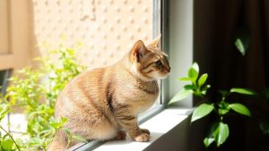 Dicas para Introduzir um Novo Gato Facilmente